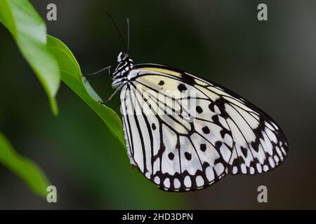 A Large Tree Nymph butterfly, also known as the Paper Kite butterfly or the Rice Paper butterfly (Idea leucine) in Tama Zoo butterfly house, Tokyo, Japan Stock Photo