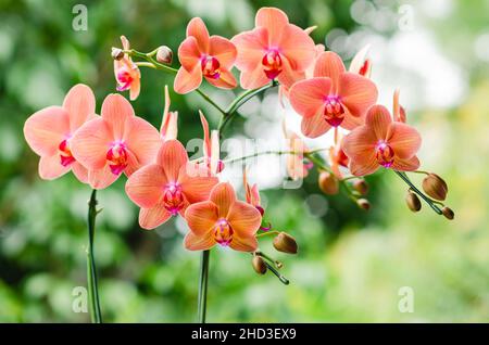 Two branches of blooming orange color Phalaenopsis orchid (Moon orchid, Moth ochid) with blurred green background. Stock Photo