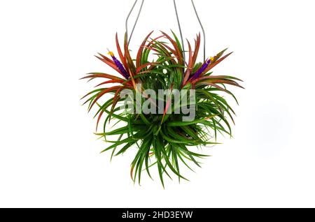 Blooming air plant - Tillandsia with its colorful flowers hanging with wire on white background. Stock Photo