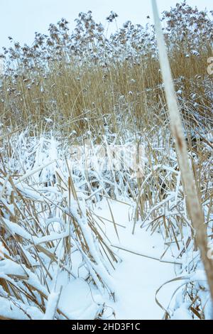 Typha latifolia - bulrush in Winter on the shore of Saint-Laurent River, Quebec, Canada Stock Photo