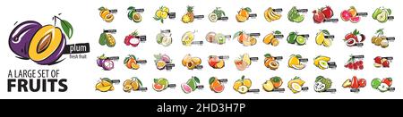 Vector set of painted all fruits on a white background Stock Vector