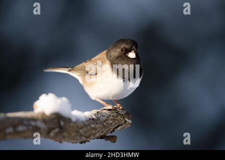 Male dark-eyed junco perched on snowy branch, Snohomish, Washington, USA Stock Photo