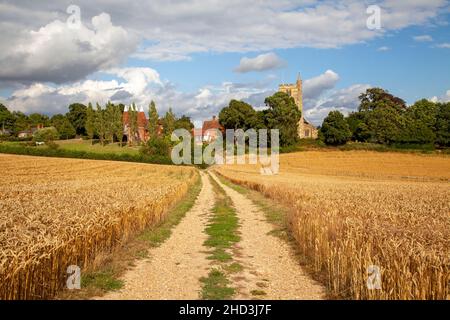 Path through Wheat fields to Oast houses and St Margaret's Church, Horsmonden, Kent, UK Stock Photo