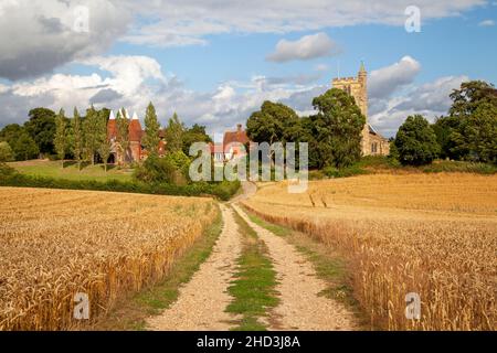 Farm track  through wheat fields to Oast houses and St Margaret's Church, Horsmonden, Kent, UK Stock Photo