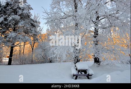 snowy picnic area with white tree  covered with frost  in front of  mountain illuminated by the sun Stock Photo