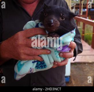 Juvenile Tasmanian Devil (Sarcophilus harrisii) in care, Aussie Arks, Barrington Tops, NSW, Australia. No MR Stock Photo