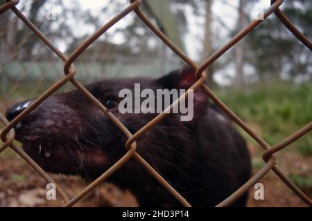 Adult male Tasmanian Devil (Sarcophilus harrisii) in exclosure as part of insurance population at Aussie Arks, Barrington Tops, NSW, Australia Stock Photo
