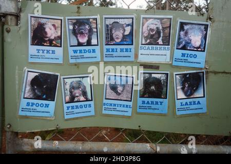 Adult male Tasmanian Devil (Sarcophilus harrisii) ID board on exclosure as part of insurance population at Aussie Arks, Barrington Tops, NSW, Australi Stock Photo