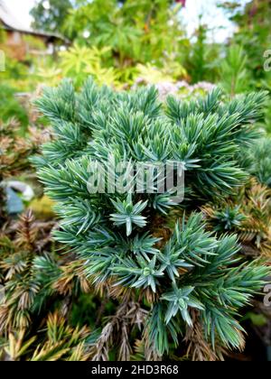Juniperus communis. Branches with gray needles. Summer sunny day in a garden in Siberia Russia Stock Photo
