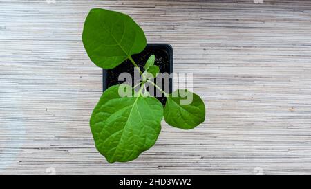 One eggplant seedling in a black plastic pot on a windowsill. Preparing and growing seedlings in early spring at home. View from above. Stock Photo