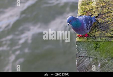 Close-up portrait of beautiful pigeon near the water, background for text Stock Photo
