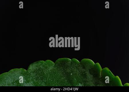 Macro picture of a green leaf on a black background Stock Photo