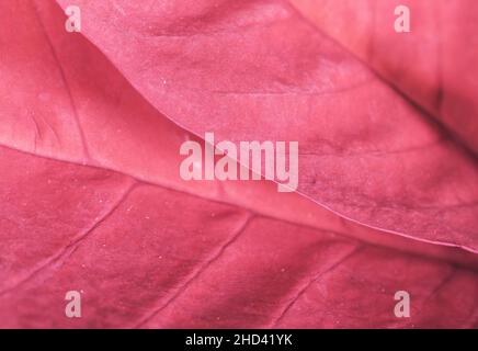 Macro picture of a leaf from  Poinsettia (Bethlehem Star) flower Stock Photo