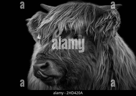 Head of a Highland cow calf licking its nose and isolated on black background Stock Photo