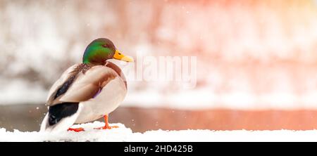 portrait of a duck in a winter public park in the rays of sunlight. Duck birds are standing or sitting in the snow. Migration of birds. Ducks and pige Stock Photo