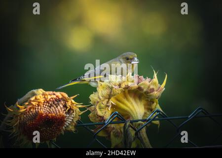Fotos vom Stieglitz oder auch Distelfink genannt im Garten auf Futtersuche an Sonnenblumen. Porträt vom Stieglitz (Distelfink) im Herbst. Stock Photo