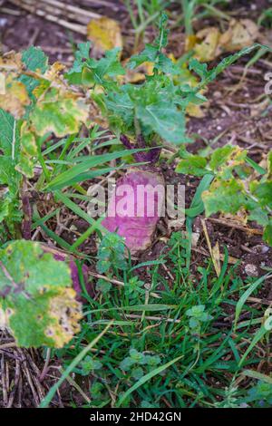 winter turnip (Brassica rapa subsp. rapa) ready for harvest Stock Photo