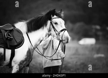 A black-and-white image of a beautiful dappled gray horse with a saddle on its back, standing in a field, held by the bridle by a horse breeder. Eques Stock Photo