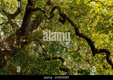 A Plane tree with its distinctive bark. A photo looking up into its canopy of leaves with the Autumn sunshine shining through the leaves Stock Photo