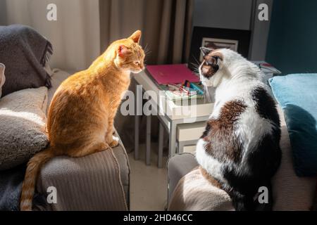 two domestic cats sitting on a sofa under the light of the window Stock Photo