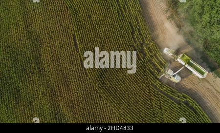 Top view of a corn silage harvest in a field of a farm during the day on a clear weather Stock Photo