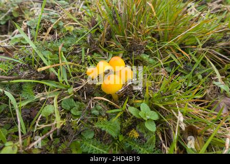 Gloden Waxcap (Hygrocybe chlorophana) growing on a nature reserve in the Herefordshire UK Countryside. November 2021, Stock Photo
