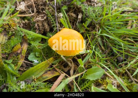 Gloden Waxcap (Hygrocybe chlorophana) growing on a nature reserve in the Herefordshire UK Countryside. November 2021, Stock Photo