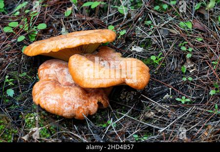 Edible wild saffron milk cap mushrooms growing up in the natural habitat. Lactarius deliciosus. Red pine mushroom. Stock Photo