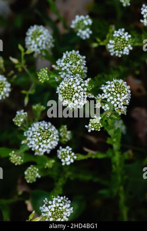 Lepidium virginicum or virginia pepperweed plant blooming white flowers close up Stock Photo
