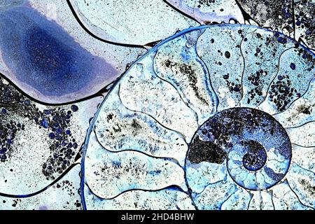 Ammonite fossil, sliced with inner structure revealed, colors manipulated Stock Photo