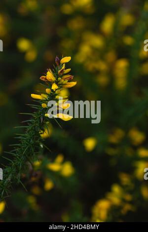 Detail of ulex europeaus or common gorse yellow flowers Stock Photo