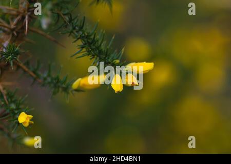 Detail of ulex europeaus or common gorse yellow flowers Stock Photo