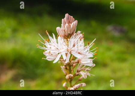 Asphodelus aestivus or summer asphodel white flowers blooming Stock Photo