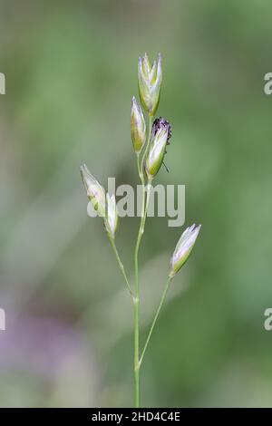 Danthonia decumbens (formerly Sieglingia decumbens), commonly known as the heath grass, heath-grass  or staggers grass, wild plant from Finland Stock Photo