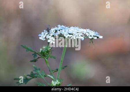 Aethusa cynapium, commonly known as fool's parsley, fool's cicely or poison parsley, deadly poisonous plant from Finland Stock Photo