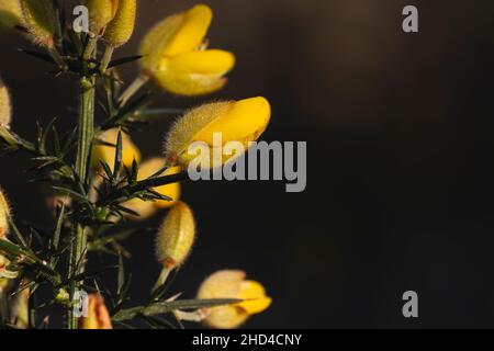 Detail of ulex europeaus or common gorse yellow flowers Stock Photo