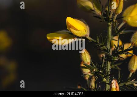 Detail of ulex europeaus or common gorse yellow flowers Stock Photo