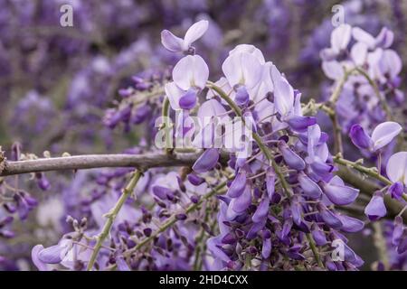 Wisteria purple flowers blooming in spring Stock Photo