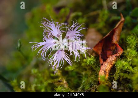 Dianthus superbus pink purplish flower with five deep cut fringed petals blooming in late summer on the green forest moss Stock Photo