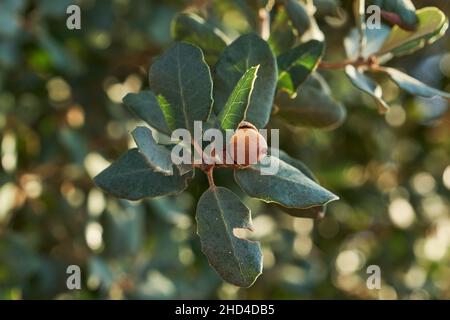 Quercus Ilex or holm oak evergreen foliage and acorn close up Stock Photo