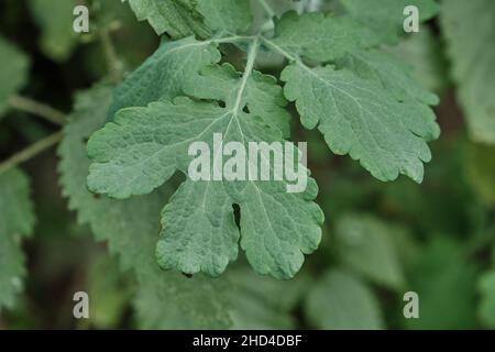 Chelidonium majus or greater celandine plant green leaf close up Stock Photo