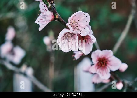 Detail of prunus persica pink flowers blossom in spring Stock Photo