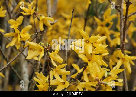 Forsythia yellow flowers blooming in spring Stock Photo