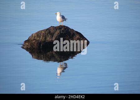Seagull sitting on a rock with its reflect at the water surface Stock Photo