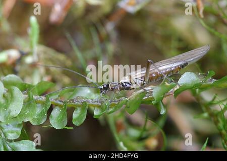 Nemoura cinerea, a stonefly from Finland with no common English name Stock Photo