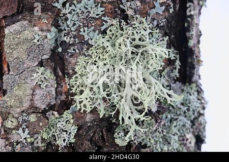 Evernia prunastri, also known as oakmoss, a beautiful lichen used widely in perfume industry as a fixative Stock Photo
