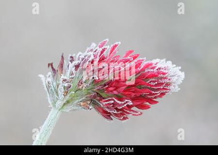 Trifolium incarnatum, known as crimson clover or Italian clover, bitten by first frost Stock Photo