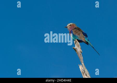 A lilac-breasted roller in South Luangwa National Park, Zambia Stock Photo