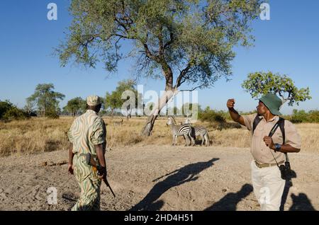 A guide and ranger spotting zebras on a walking safari in South Luangwa National Park, Zambia Stock Photo