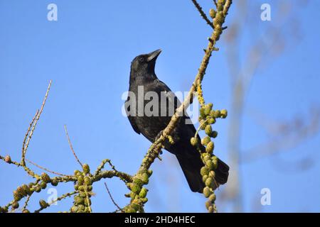 Carrion Crow (Corvus corone) January, Kent, UK Stock Photo